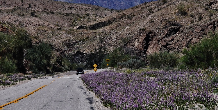 purple flowers on roadside among the hills